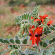 Swainsonia formosa seeds - (Sturt's Desert Pea)