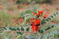 Swainsonia formosa seeds - (Sturt's Desert Pea)