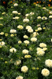 Tagetes erecta 'Savannah Ivory' seeds - ( African Marigold)