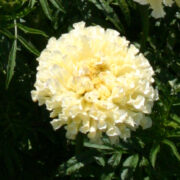 Tagetes erecta 'Savannah Ivory' seeds - ( African Marigold)