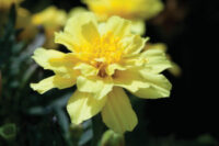 Tagetes patula 'Alumia Vanilla Cream' seeds - ( Marigold)