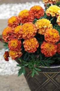 Tagetes patula 'Strawberry Blonde' seeds - ( Marigold)