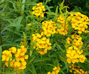 Tagetes lucida 'Pericon'  seeds -  ( Sweet Scented marigold, Mexican tarragon)