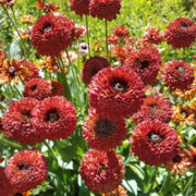 Rudbeckia hirta 'Tall Dark Sahara' seeds - (Gloriosa Daisy)