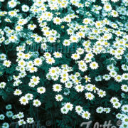 Tanacetum niveum 'Jackpot' seeds -(White Tansy , Million Blooms)