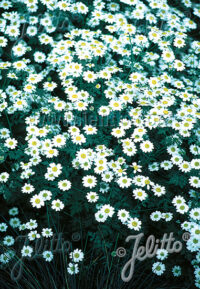 Tanacetum niveum 'Jackpot' seeds -(White Tansy , Million Blooms)