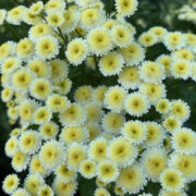 Tanacetum parthenium 'Magic Lime Green' seeds - ( Matricaria)