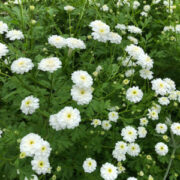 Tanacetum parthenium 'Snowball' seeds - ( Matricaria, Feverfew)