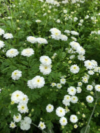 Tanacetum parthenium 'Vegmo Snowball Extra' seeds - ( Matricaria, Feverf