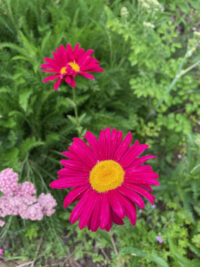 Tanacetum coccineum 'Robinson's Red' seeds - (Pyrethrum, Painted Daisy)