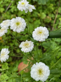 Tanacetum parthenium 'Ultra White Double' seeds -( Double Feverfew, Matricaria) - Image 2