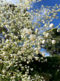 Thalictrum delavayi album plants - (Meadow Rue)