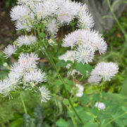 Thalictrum aquilegifolium seeds - (French Meadow Rue)