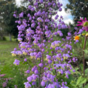 Thalictrum delavayi plants - ( Meadow Rue)
