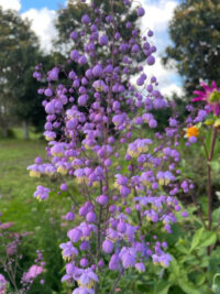 Thalictrum delavayi plants - ( Meadow Rue)