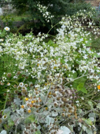 Thalictrum delavayi album seeds - (Meadow Rue)