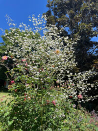 Thalictrum delavayi album seeds - (Meadow Rue) - Image 2