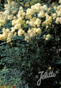 Thalictrum lucidum plants - ( Meadow Rue)