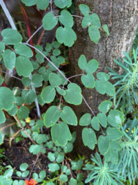 Thalictrum rochebrunianum seeds - (Giant Meadow Rue, Lavender Mist) - Image 3