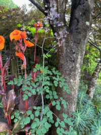 Thalictrum rochebrunianum seeds - (Giant Meadow Rue, Lavender Mist) - Image 2
