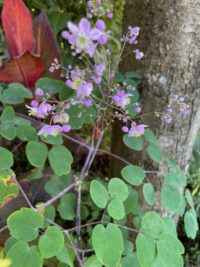 Thalictrum rochebrunianum seeds - (Giant Meadow Rue, Lavender Mist)