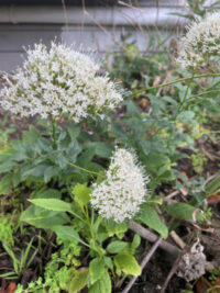 Trachelium caeruleum 'Lake Michigan White' seeds