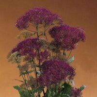 Trachelium caeruleum 'Lake Michigan Violet' seeds