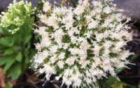 Trachelium caeruleum 'Lake Michigan White' seeds - Image 2