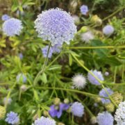 Trachymene coerulea 'Lacy  Blue' seeds - (Didiscus, Lace flower)