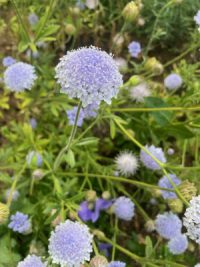 Trachymene coerulea 'Lacy  Blue' seeds - (Didiscus, Lace flower)