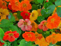 Tropaeolum minus 'Tom Thumb Mix' seeds - (NasturtiumP