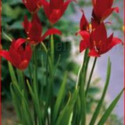 Tulipa sprengeri seeds