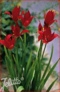 Tulipa sprengeri seeds