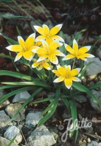 Tulipa tarda seeds