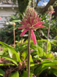 Velthemia bracteata seeds  - (Forest Lily , Sand Onion)
