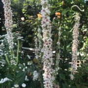 Verbascum chaixii var. album 'Wedding Candles' seeds - (Mullein)