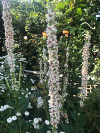 Verbascum chaixii var. album 'Wedding Candles' seeds - (Mullein)