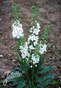 Verbascum phoeniceum 'Flush of White' seeds -(Mullein, Candlewick Plant)
