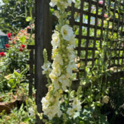 Verbascum olympicum var album seeds - ( White Mullein)