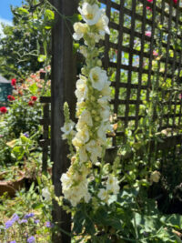 Verbascum olympicum var album seeds - ( White Mullein)