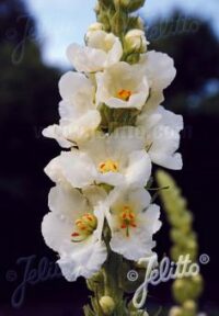 Verbascum olympicum var album plants