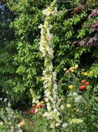 Verbascum olympicum var album seeds - ( White Mullein) - Image 3