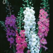 Verbascum phoeniceum 'Mixed Colours' seeds - (Mullein, Roman Candles)