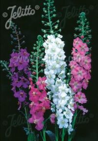 Verbascum phoeniceum 'Mixed Colours' seeds - (Mullein, Roman Candles)