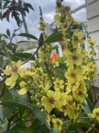 Verbascum chaixii 'Sixteen Candles' seeds - ( Nettle-Leaved Mullein) - Image 2