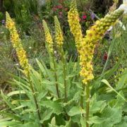 Verbascum chaixii 'Sixteen Candles' seeds - ( Nettle-Leaved Mullein)