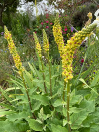Verbascum chaixii 'Sixteen Candles' seeds - ( Nettle-Leaved Mullein)