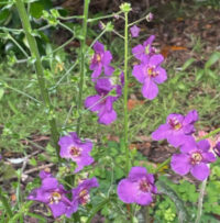 Verbascum phoenicum 'Violetta seeds -(Purple Mullein)