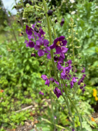 Verbascum phoenicum 'Violetta seeds -(Purple Mullein) - Image 2