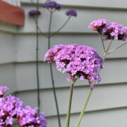 Verbena bonariensis plants
